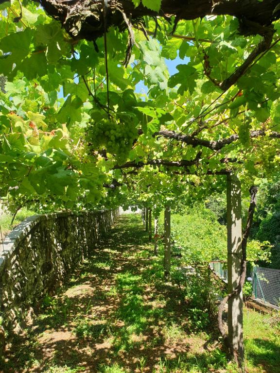 Ramada das vinhas da Quinta da Vinha Velha
